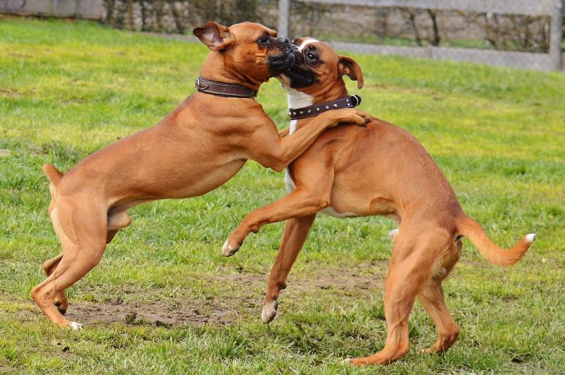 boxer dogs playing