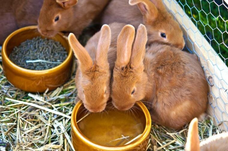 braun rabbits in a cage eating and drinking water