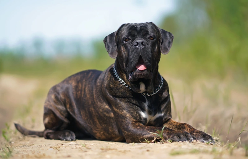 brindle cane corso with uncropped ears sitting outdoors