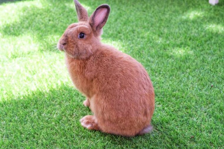brown netherland dwarf rabbit rabbit on the green grass
