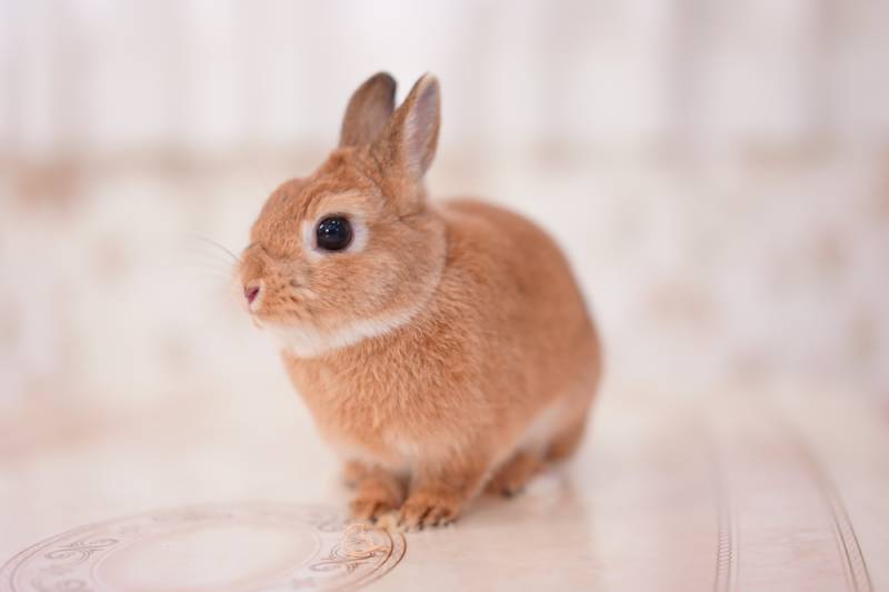 brown netherlands dwarf rabbit on a table