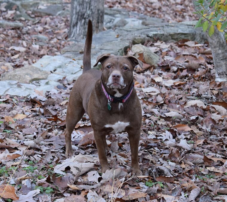 brown pitbull at the park