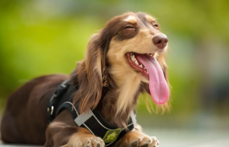 brown smiling dachshund dog