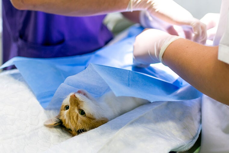 cat on the operating table and veterinary surgery