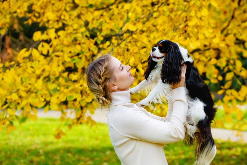 cavalier king charles spaniel dog hold by owner
