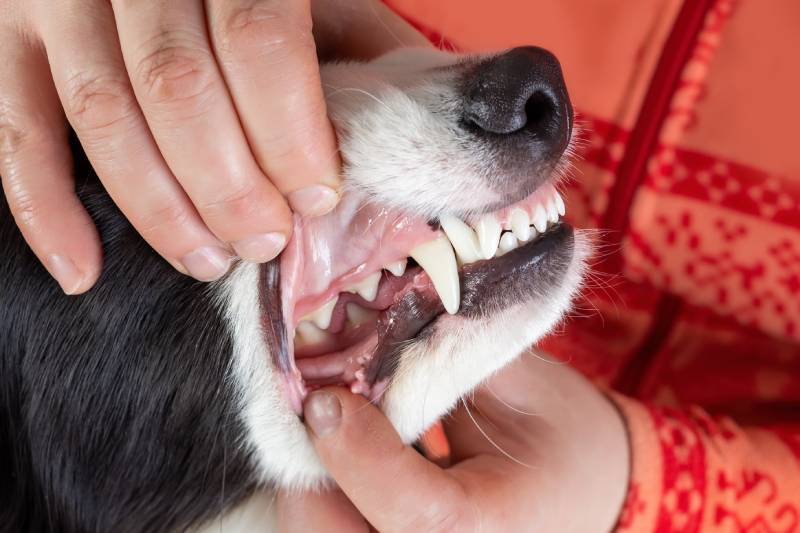 checking of dog's teeth by veterinarian