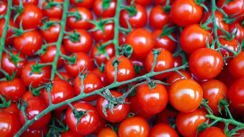 cherry tomatoes with stem