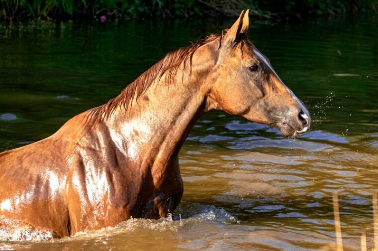 chestnut don breed stallion swimming in the pond