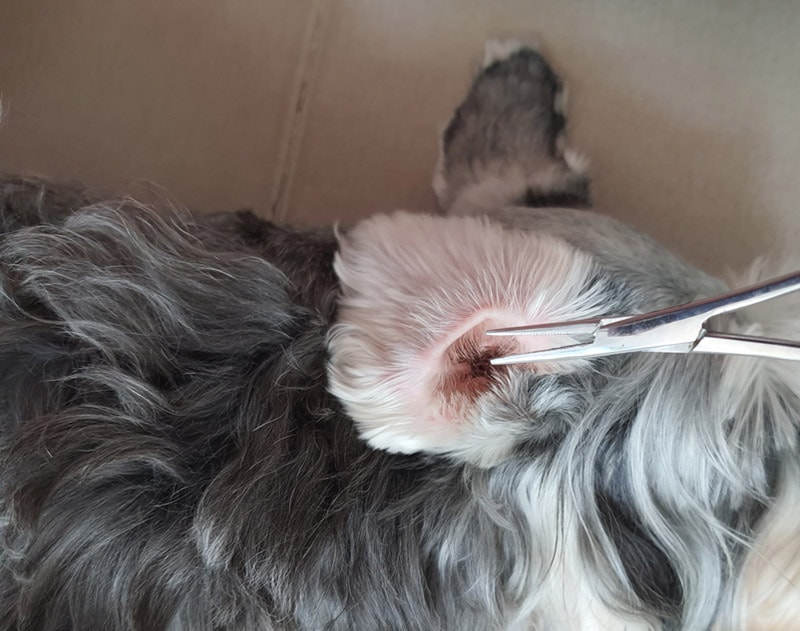cleaning and plucking the ear of dog