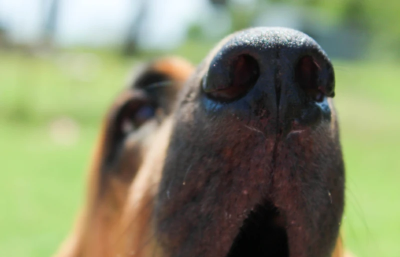 close up of a Bulah Mae bloodhound nose