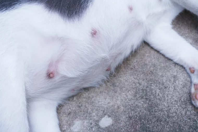 close up of a cat's belly and nipples