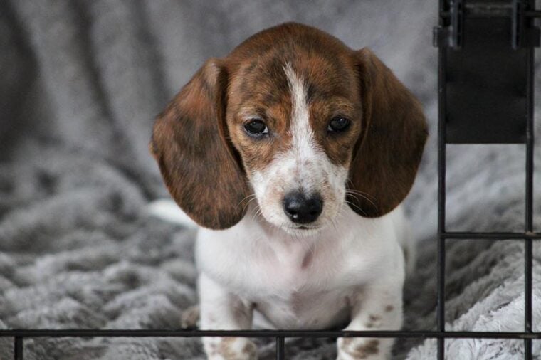 close up of a miniature dachshund puppy sitting in a crate