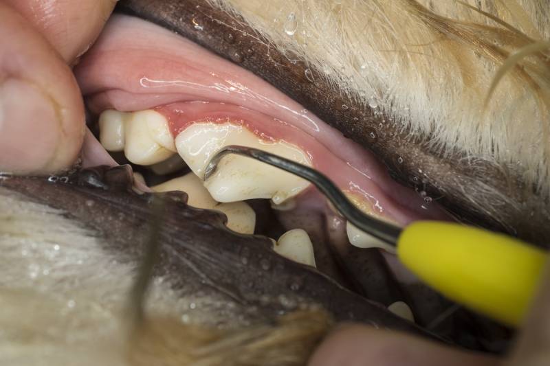 close up of manually removing tartar on a dog's molars by a veterinarian