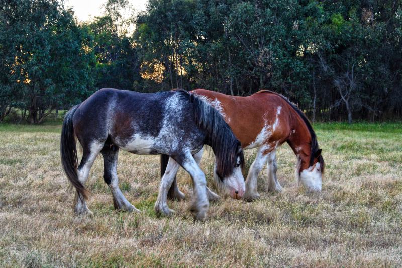 clydesdale horse eating grass