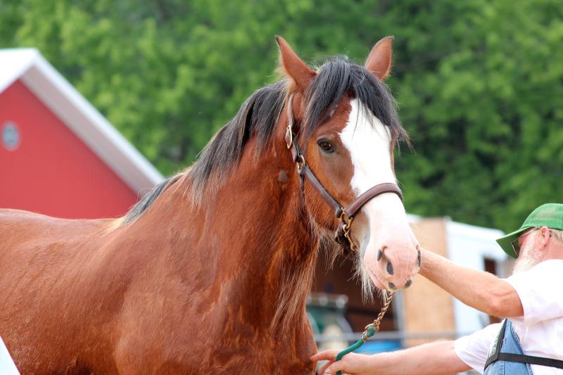 clydesdale horse with the owner