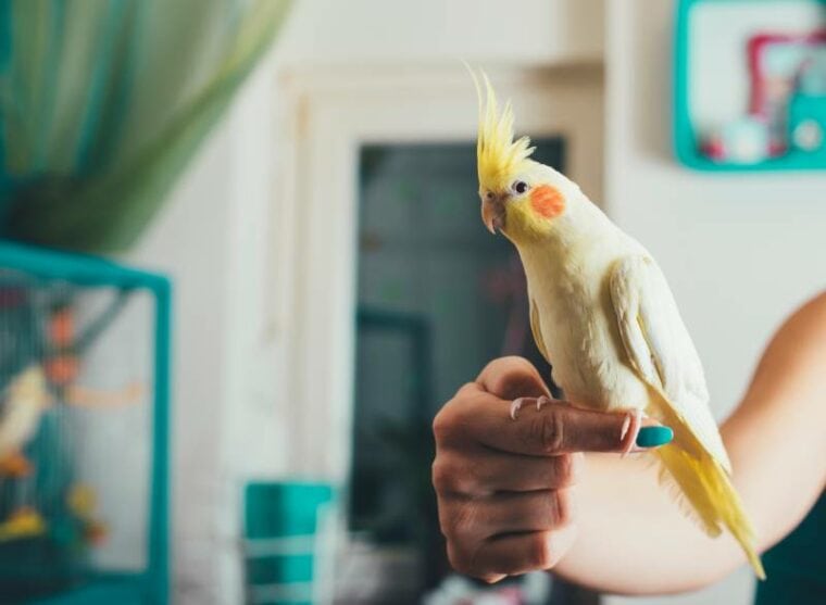Cockatiel bird sitting on owner's finger
