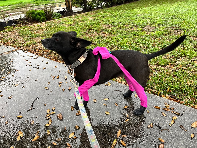 coco walking outdoor with walkee paws’ boot leggings on