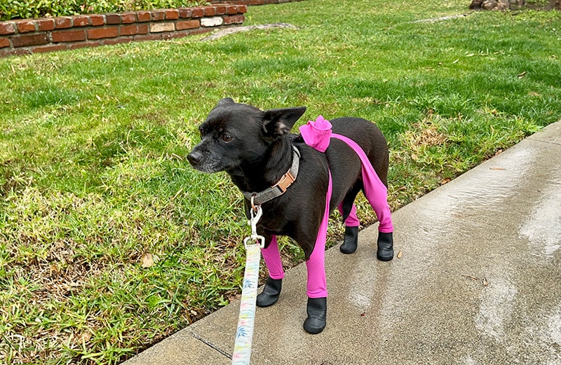 coco walking with walkee paws’ deluxe boot leggings on