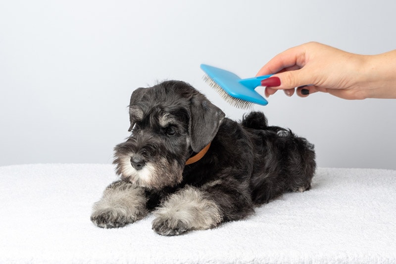 combing the fur of a miniature schnauzer puppy with a brush