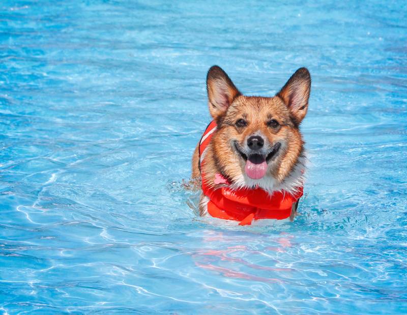 corgi dog having fun at a local public pool wearing life jacket on