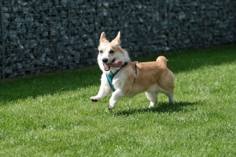 corgi dog runs on the grass
