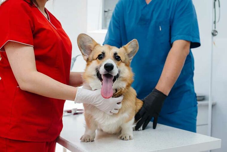 corgi examined by vet