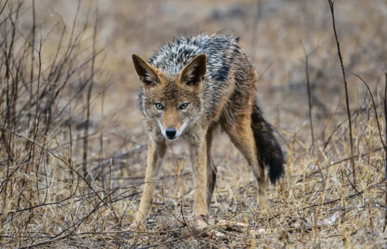 coyote on brown grass