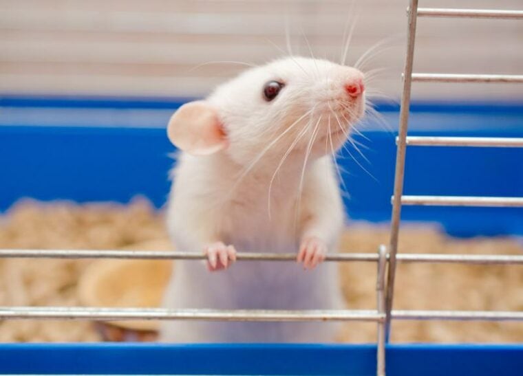 curious white pet rat looking out of a cage