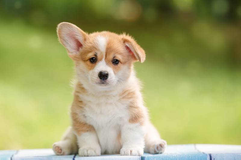 cute Pembroke Welsh Corgi puppy with one ear standing up outdoor in summer park