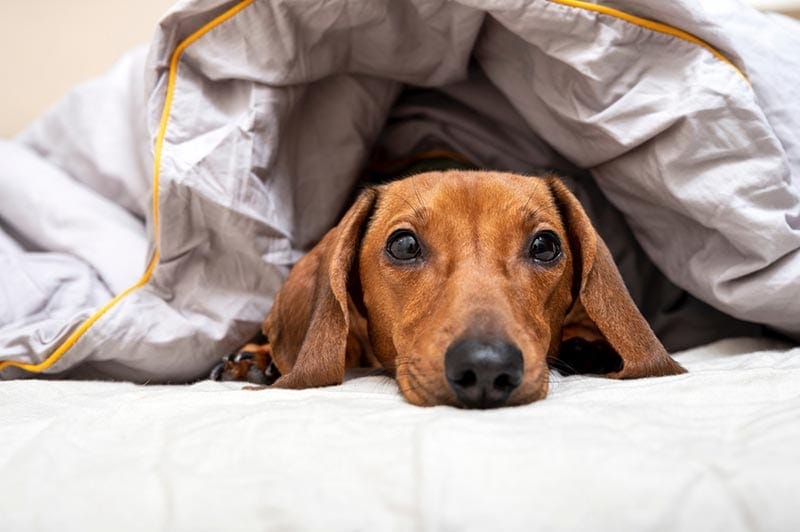 dachshund dog burrowing under the blanket