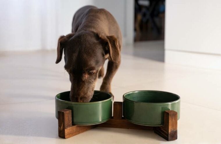 dachshund dog eating from elevated bowl