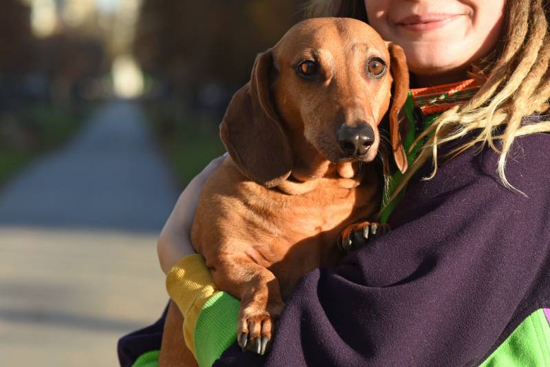 dachshund dog in the arms of his owner