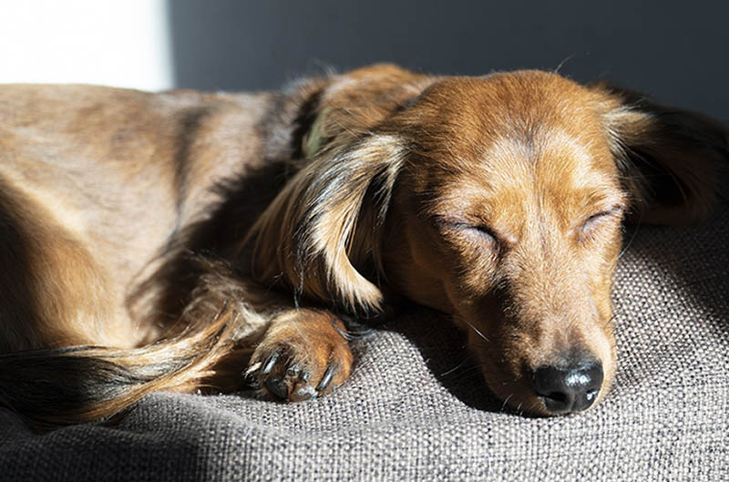 dachshund dog sleeping at home