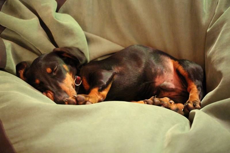 dachshund dog sleeping on cloth