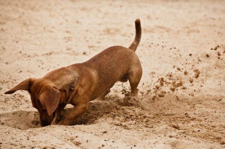 dachshund puppy is digging hole on beach sand