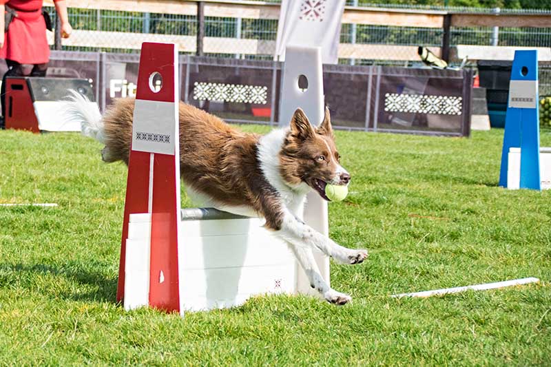 dog in flyball competition