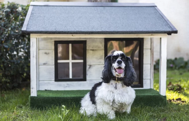 dog in sitting in front of dog house