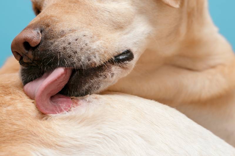 dog licks a dermatological wound