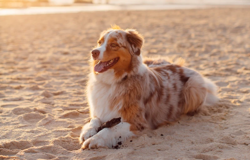 Dog Friendly Beaches In Destin Fl