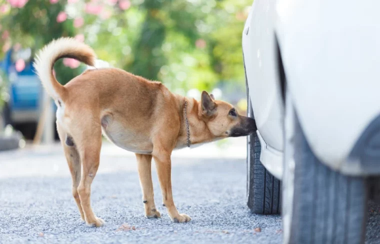 dog smelling and sniffing a car's wheel