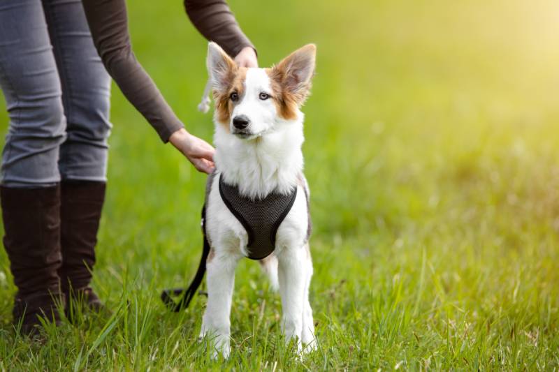 dog standing on the meadow while owner adjusting the harness