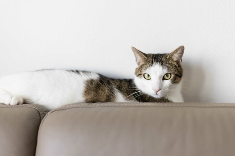 domestic cat laying on leather couch