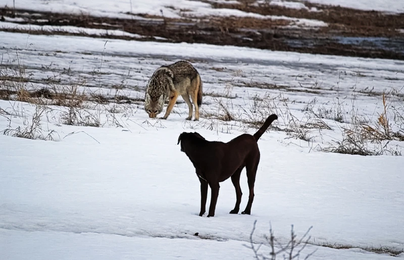 domestic dog looking back at a wild coyote out on the snow