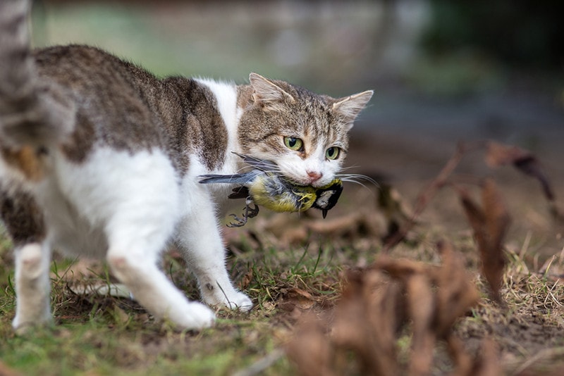 feral cat hunt bird
