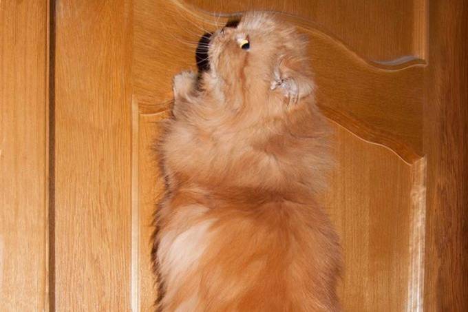 fluffy cat scratching the door