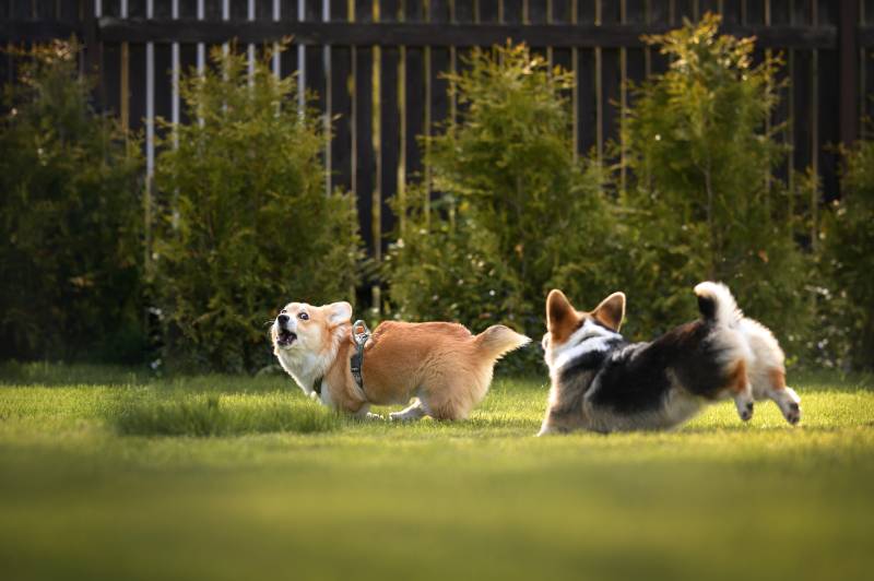funny corgi dogs chasing each other and playing on grass
