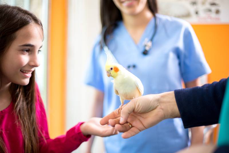 girl brought her cockatiel to the veterinarian