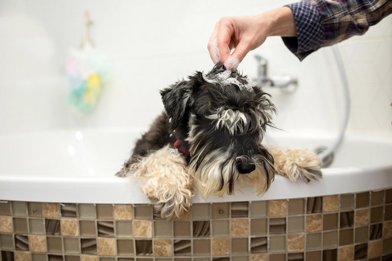 giving a bath to miniature schnauzer dog
