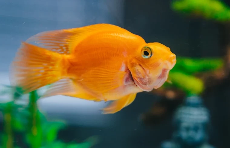 goldfish in a fish tank