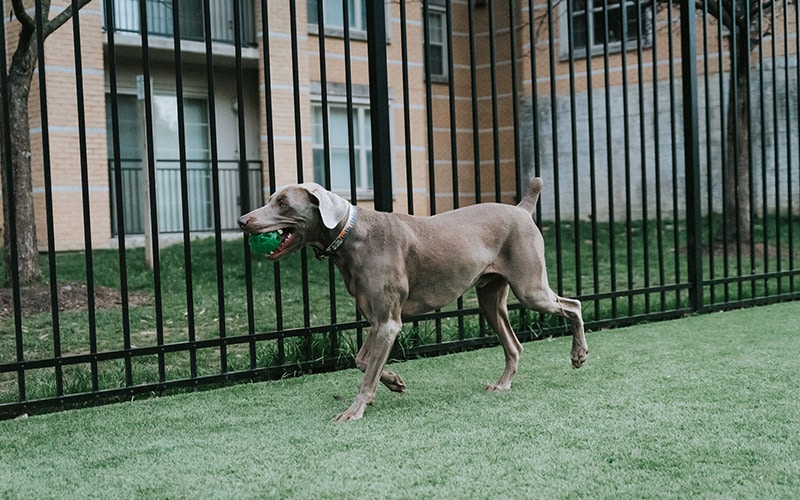 gray dog hound running on grass along black steel fence